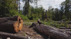 Best Root Management and Removal  in Norwalk, CA