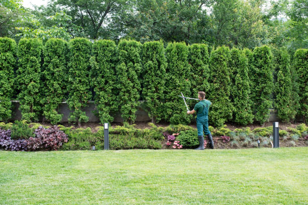 Reliable Norwalk, CA Tree Removal Solutions