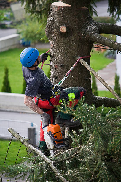 Best Tree Disease Treatment  in Norwalk, CA