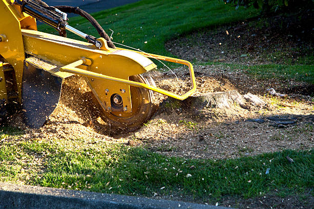 Best Lawn Mowing  in Norwalk, CA