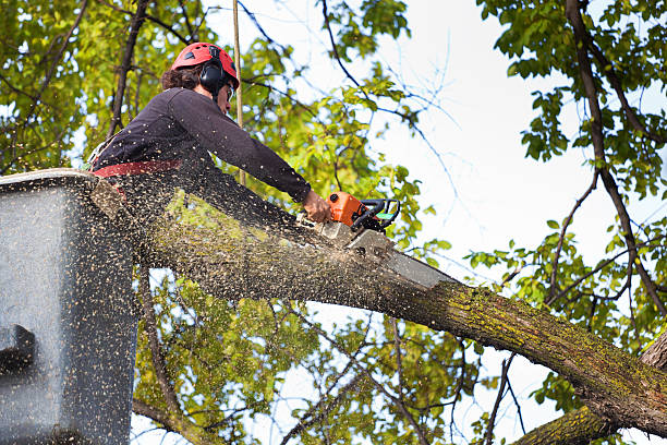 How Our Tree Care Process Works  in  Norwalk, CA
